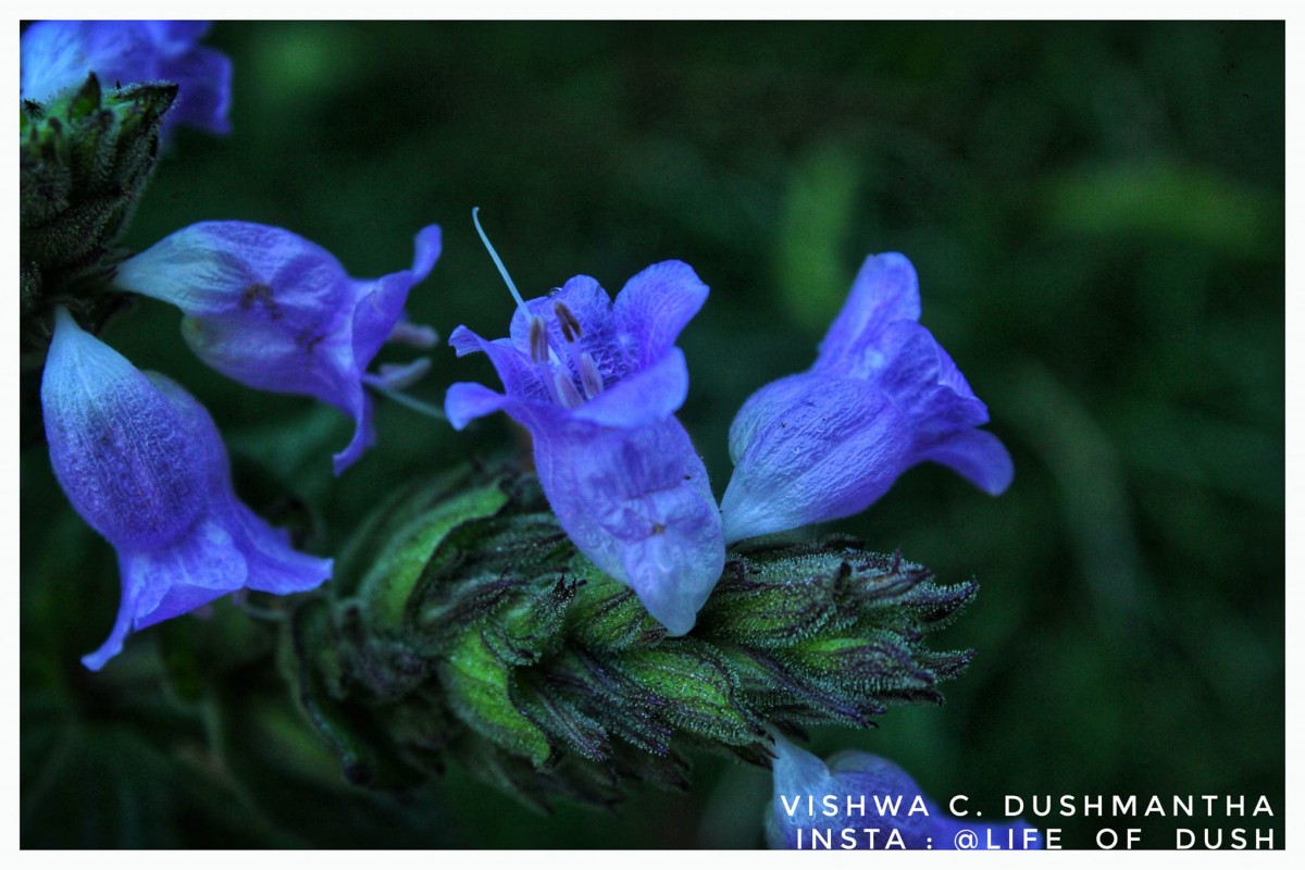 Strobilanthes gardneriana (Nees) T.Anderson